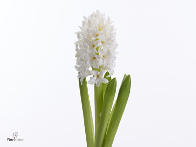 Hyacinthus orientalis 'White Silk'