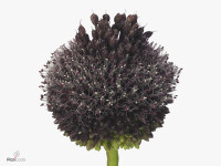 Allium 'Forelock'