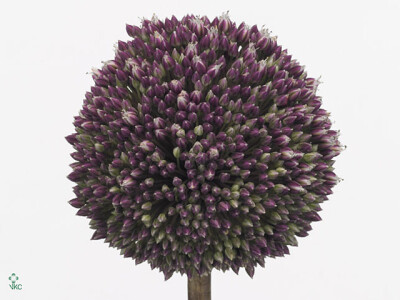 Allium 'Summer Drummer'