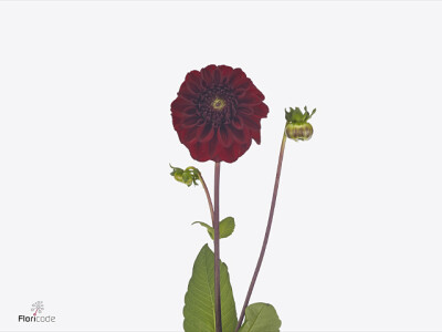 Dahlia (Ball Grp) 'Bizon Rood'