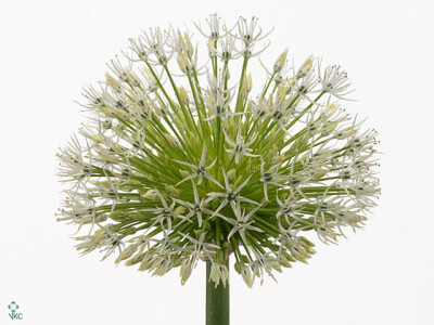 Allium jesdianum 'White Empress'