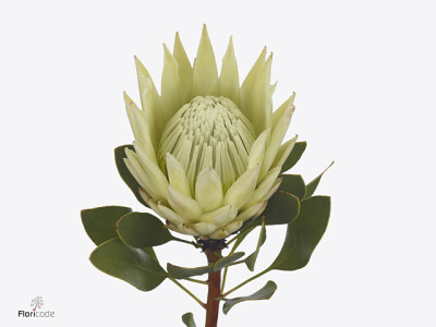 Protea cynaroides 'Helena'