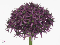 Allium 'Mercurius'