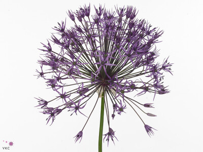 Allium 'Purple Rain'