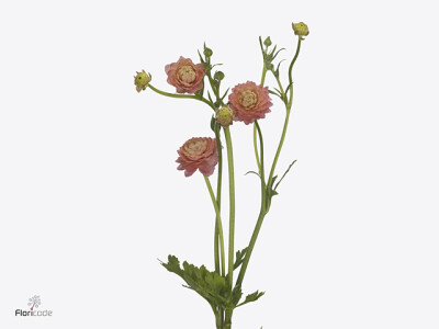 Ranunculus Natura Moderna Riviera