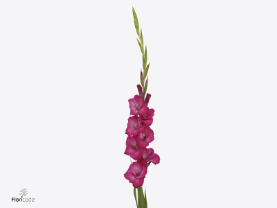 Gladiolus (Large-flowered Grp) 'Collins'