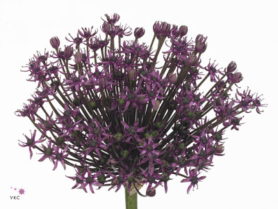 Allium 'Miami'