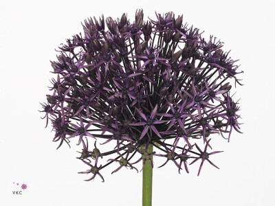 Allium 'Firmament'