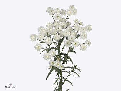 Achillea ptarmica Jobo Snowwhite Summer