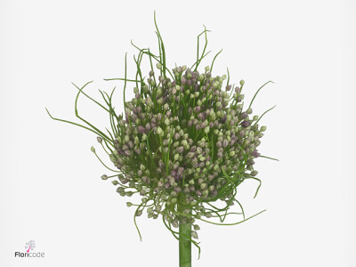 Allium ampeloprasum 'Hairy Friend'