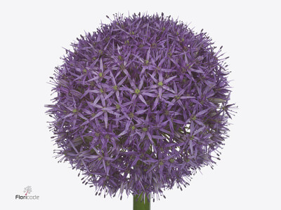 Allium 'Dutchman'