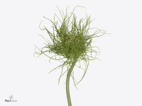 Allium 'Catweazle'