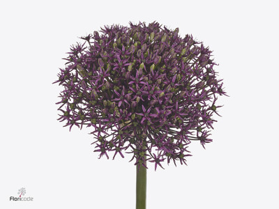 Allium 'Cherry'