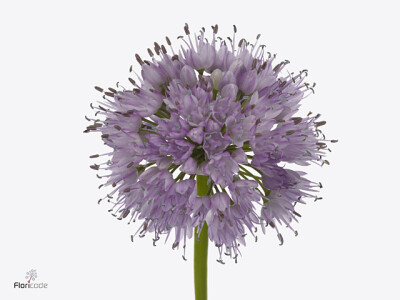 Allium 'Summer Beauty'