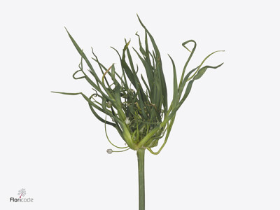 Allium ampeloprasum 'Fido Dido'