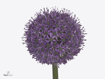 Allium 'Dark Knight'