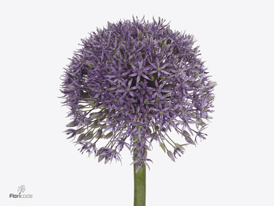 Allium 'Jackpot'