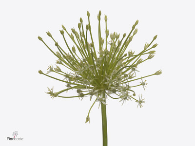 Allium schubertii 'Arctic Snow'