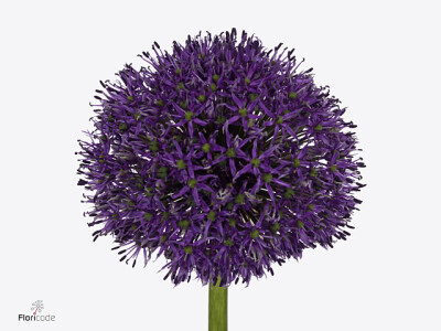 Allium 'Gladiator Sensation'