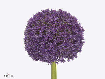 Allium 'Gigantic Stars'