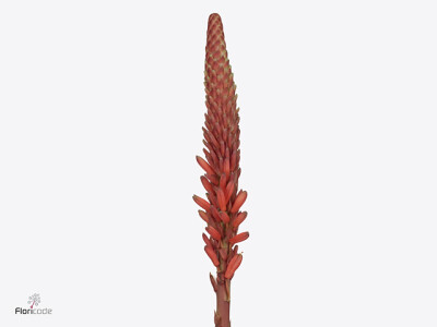 Aloe arborescens