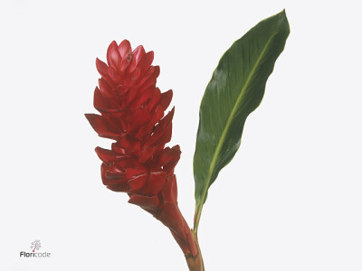 Alpinia purpurata