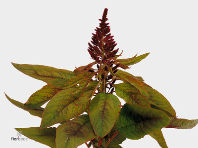 Amaranthus cruentus 'Red Cathedral'