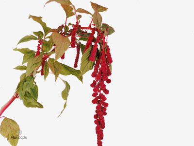 Amaranthus caudatus 'Rosary'