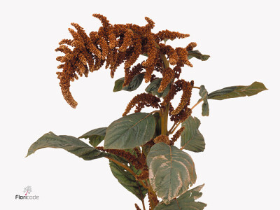 Amaranthus cruentus 'Hot Biscuits'