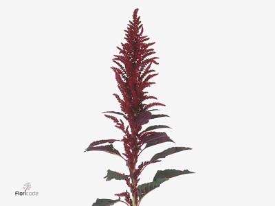 Amaranthus cruentus 'Oeschberg'