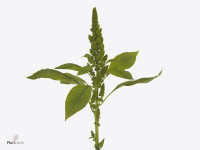 Amaranthus 'Green Thumb'