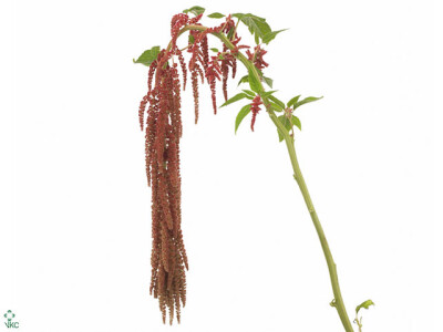 Amaranthus caudatus 'Coral Fountain'