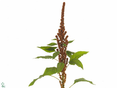 Amaranthus cruentus Dick W Gold Finger