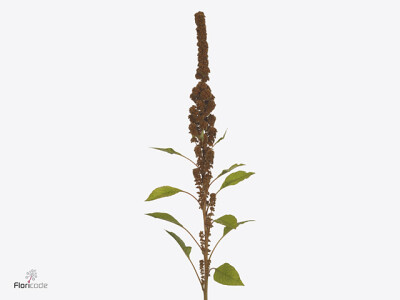 Amaranthus cruentus Dick W Mandela