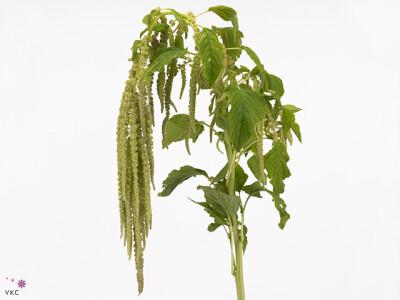 Amaranthus caudatus 'Riham'