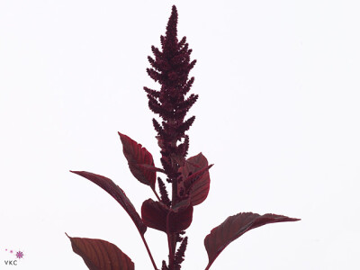 Amaranthus cruentus 'Velvet'