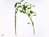 Amaranthus caudatus 'Green Cord'