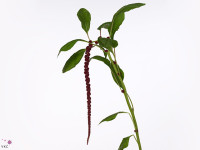 Amaranthus caudatus 'Red Cord'