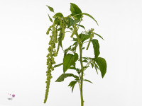 Amaranthus caudatus 'Green Pearls'