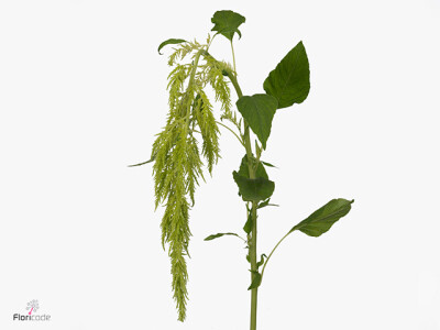 Amaranthus caudatus 'Green Spider'