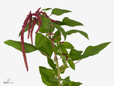 Amaranthus caudatus 'Love Lies Bleeding'