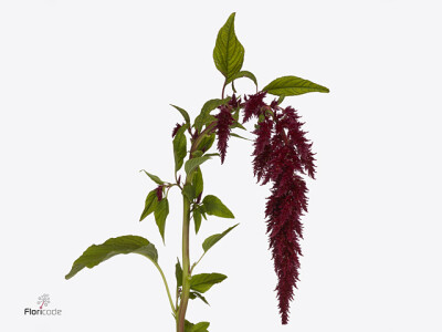 Amaranthus caudatus 'Red Spider'