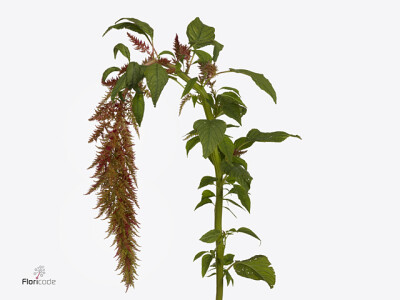 Amaranthus caudatus 'Magic Spider'