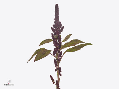 Amaranthus hypochondriacus 'Pygmy Torch'