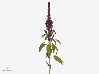 Amaranthus cruentus 'Qis Red Tower'