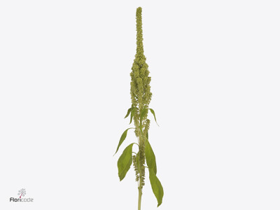 Amaranthus cruentus 'Qis Green Tower'