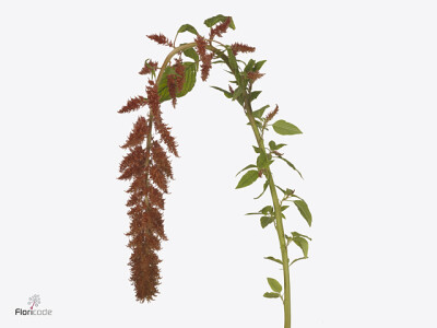 Amaranthus caudatus 'Brown Spider'