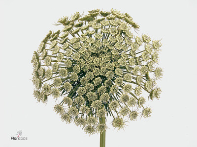 Ammi visnaga 'Green Mist'