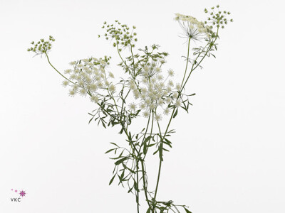 Ammi majus 'Graceland'