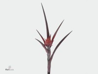 Ananas comosus 'Purple Compacta'